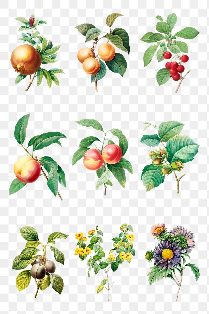 Fruit and flower sticker design element set