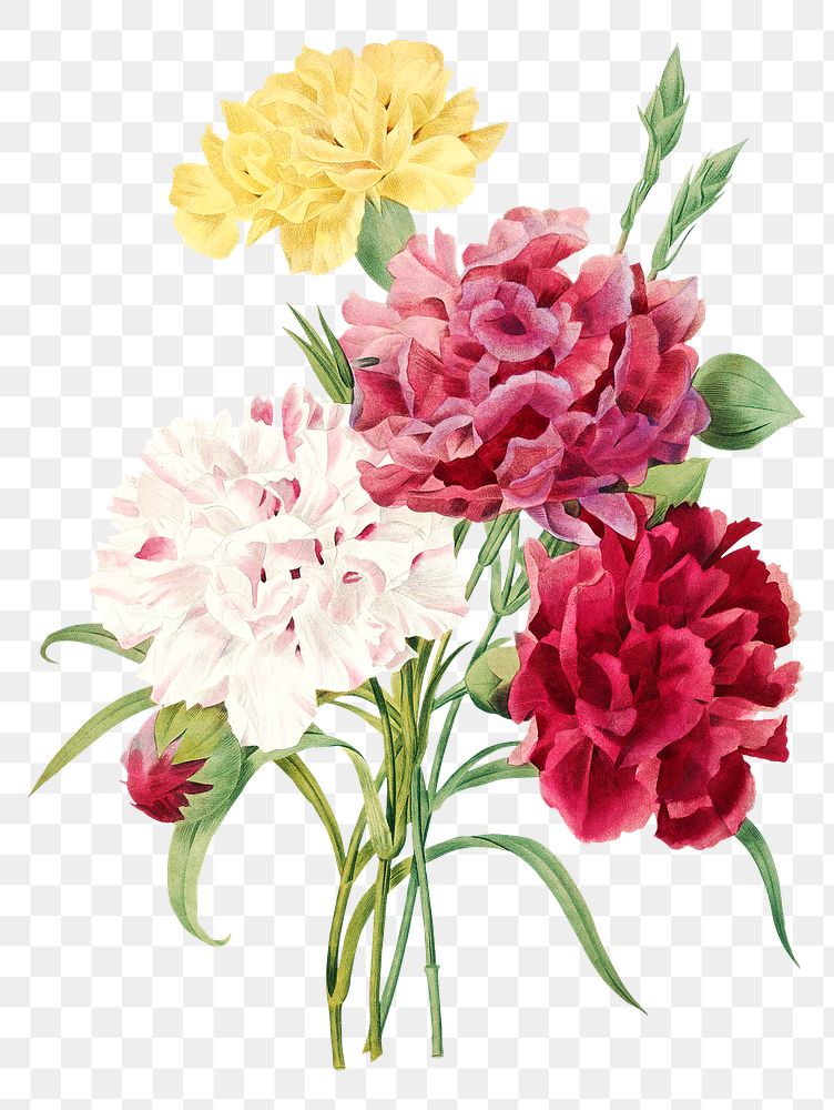 Carnation flower png botanical illustration, remixed from artworks by Pierre-Joseph Redout&eacute;