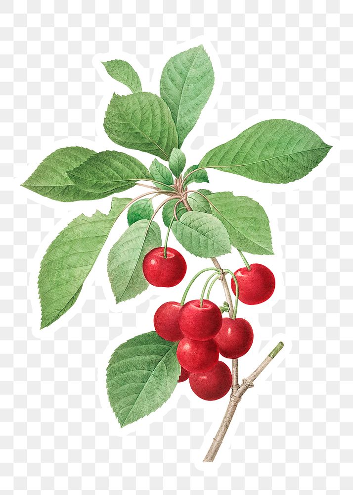 Red cherry plant sticker overlay design element 