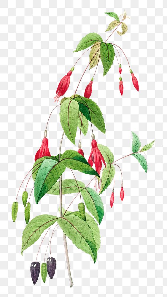 Fuchsia flower png botanical illustration, remixed from artworks by Pierre-Joseph Redout&eacute;