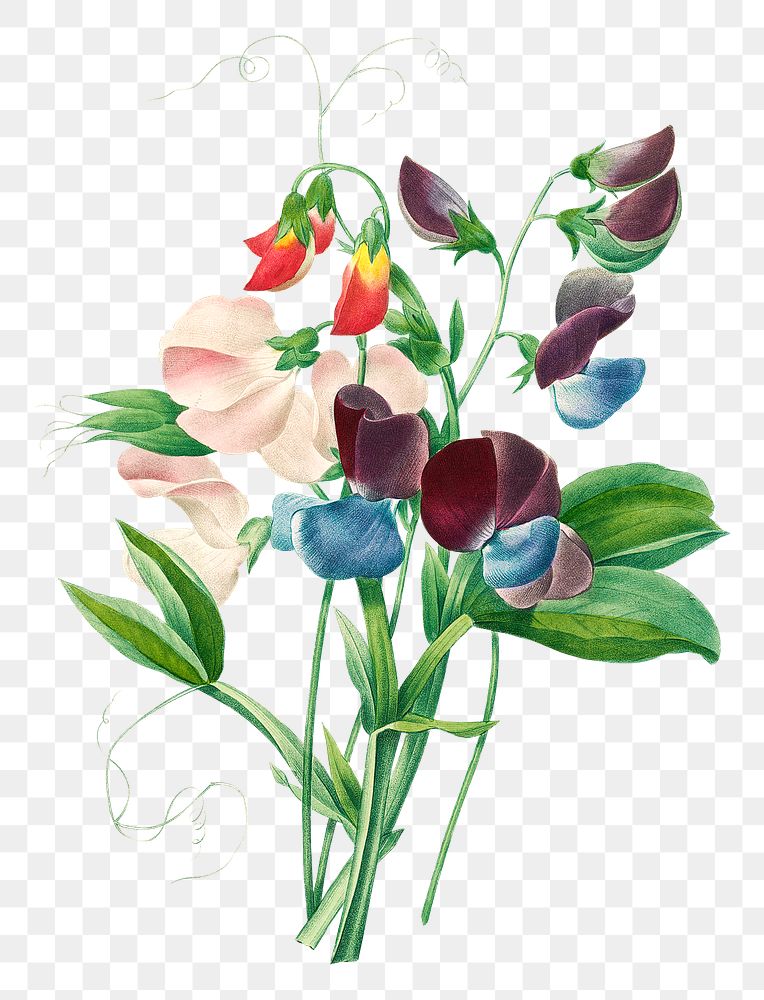 Sweet pea flower png botanical illustration, remixed from artworks by Pierre-Joseph Redout&eacute;