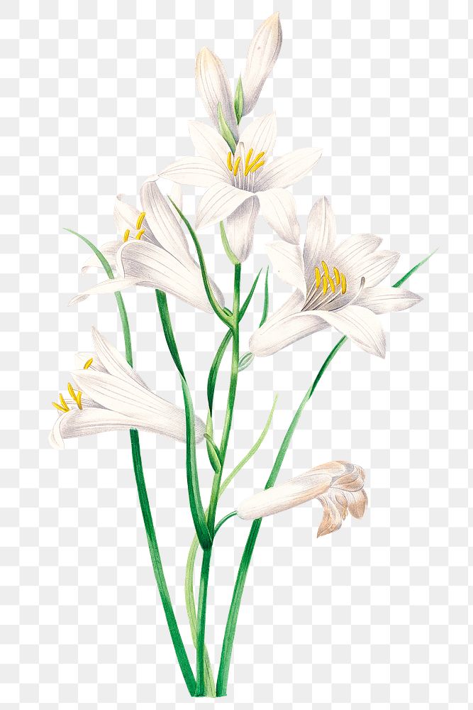 White lily flower png botanical illustration, remixed from artworks by Pierre-Joseph Redout&eacute;