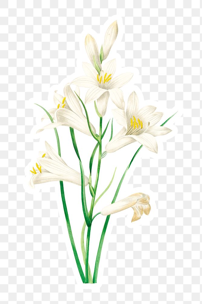 White lily flower sticker overlay design element 