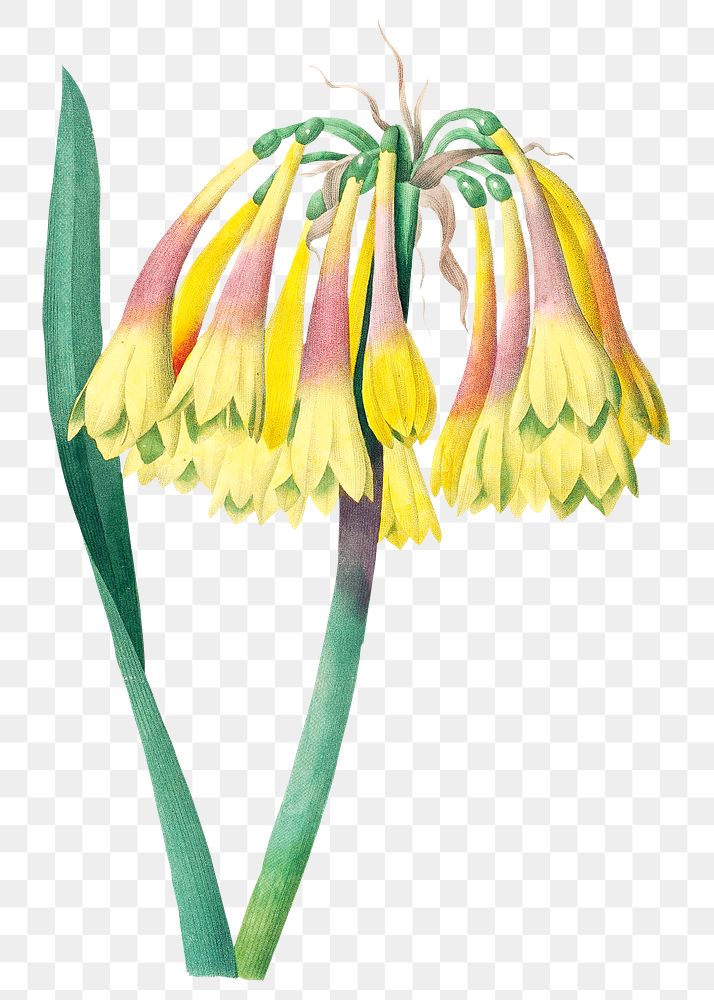 Knysna lily flower png botanical illustration, remixed from artworks by Pierre-Joseph Redout&eacute;