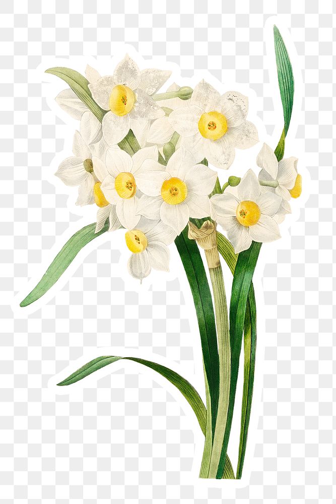 Bunched flower daffodil sticker overlay design element 