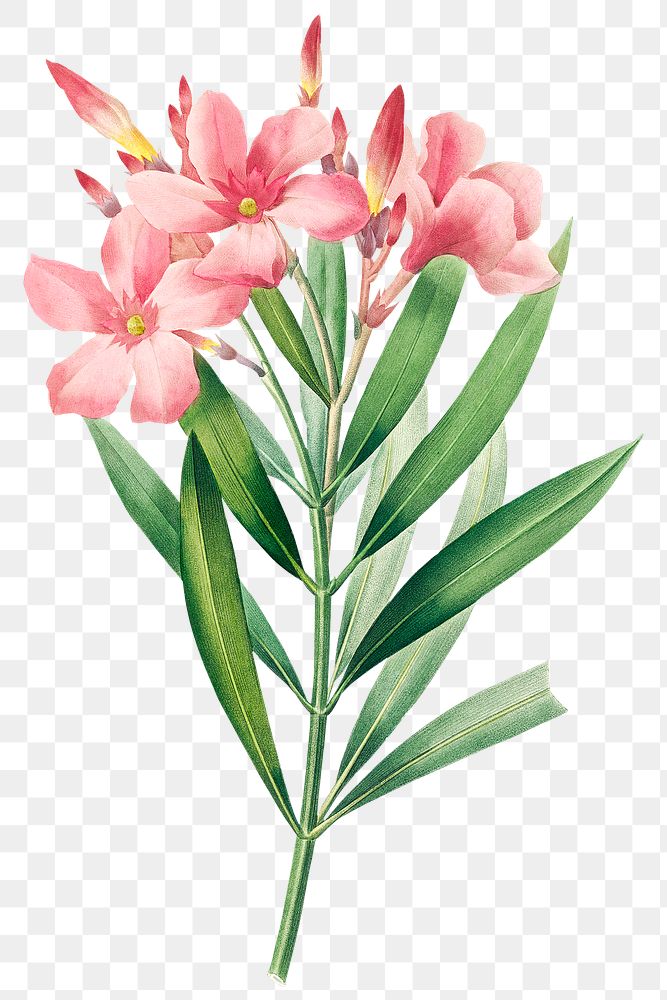 Oleander flower png botanical illustration, remixed from artworks by Pierre-Joseph Redout&eacute;