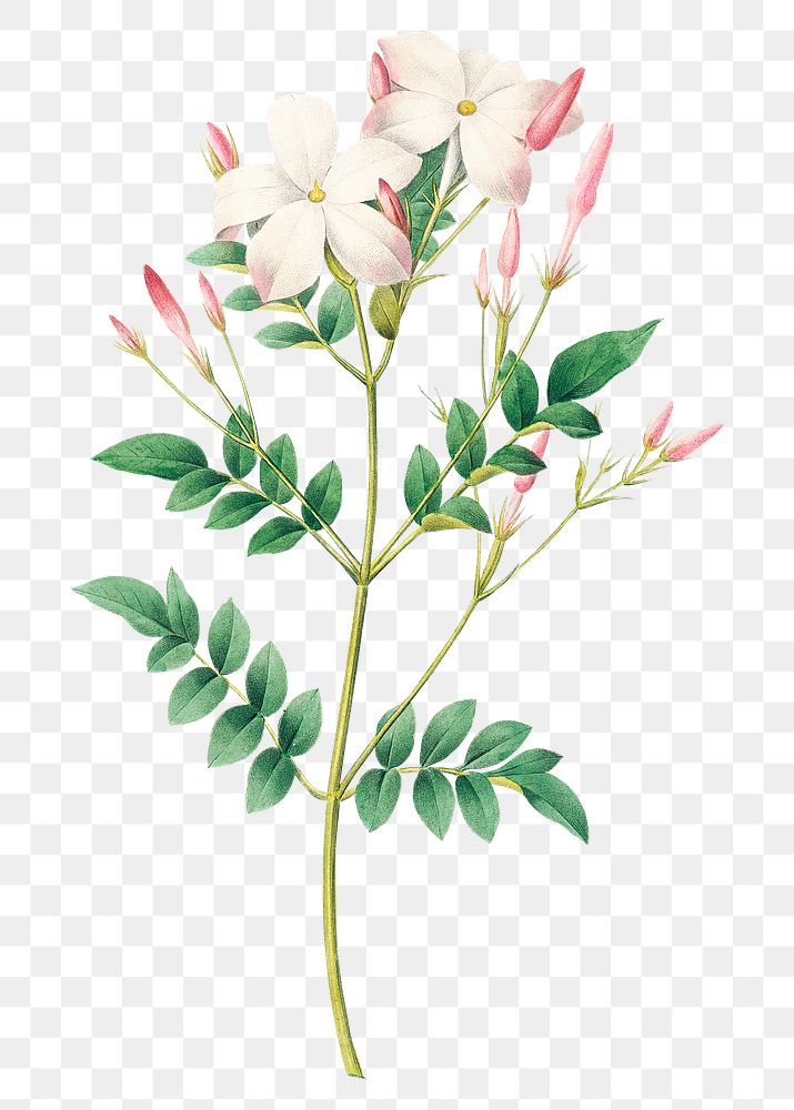 Spanish jasmine flower png botanical illustration, remixed from artworks by Pierre-Joseph Redout&eacute;