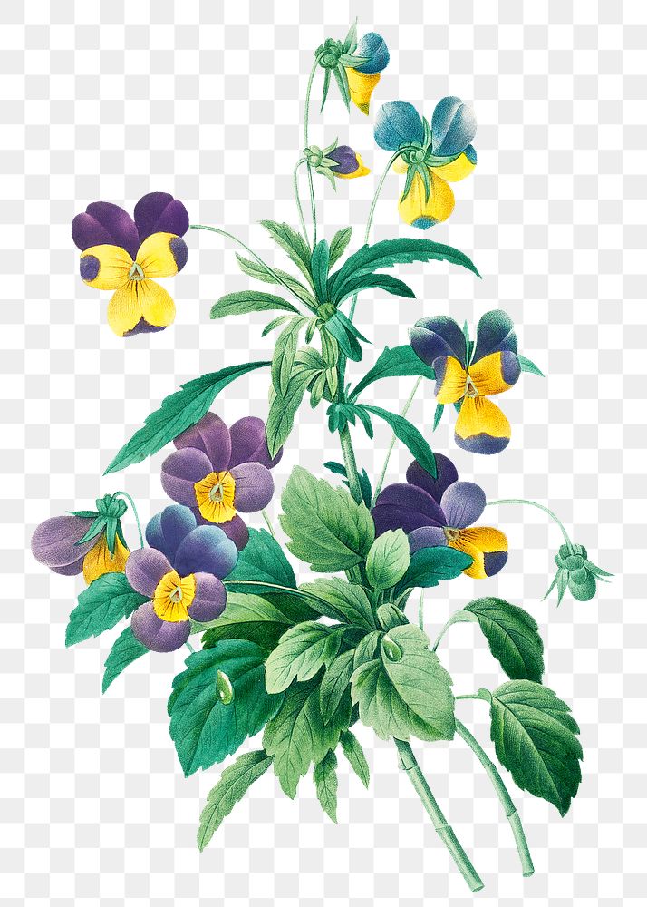 Wild pansy flower png botanical illustration, remixed from artworks by Pierre-Joseph Redout&eacute;