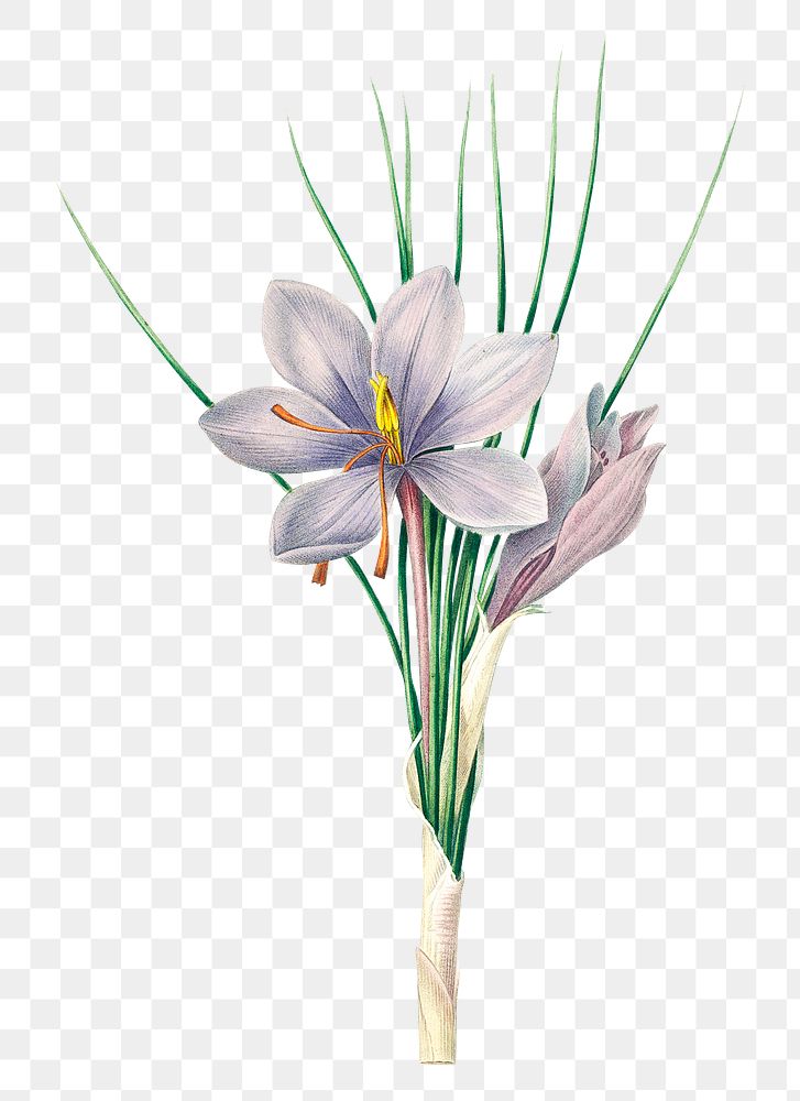 Autumn crocus flower png botanical illustration, remixed from artworks by Pierre-Joseph Redout&eacute;