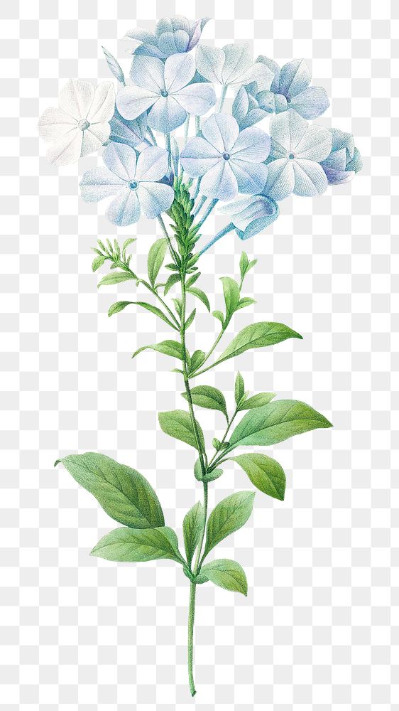 Plumbago flower png botanical illustration, remixed from artworks by Pierre-Joseph Redout&eacute;