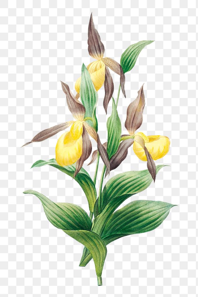 Yellow lady slipper orchid flower png botanical illustration, remixed from artworks by Pierre-Joseph Redout&eacute;