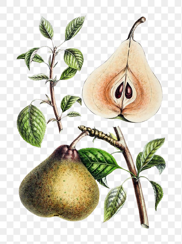 Vintage png European pear illustration