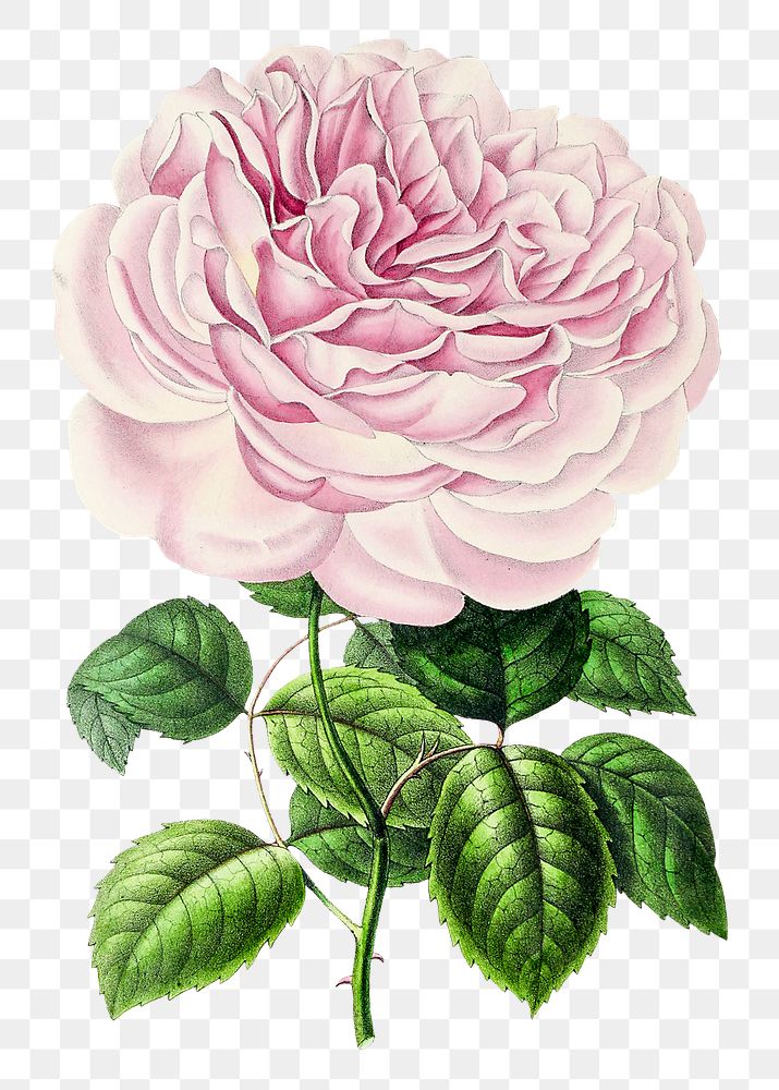 Hand drawn pink Chinese rose flower design element
