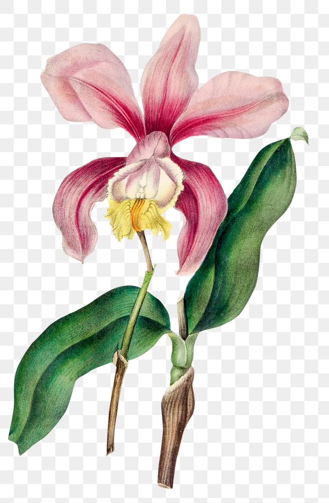 Hand drawn pink Cattleya orchid design element