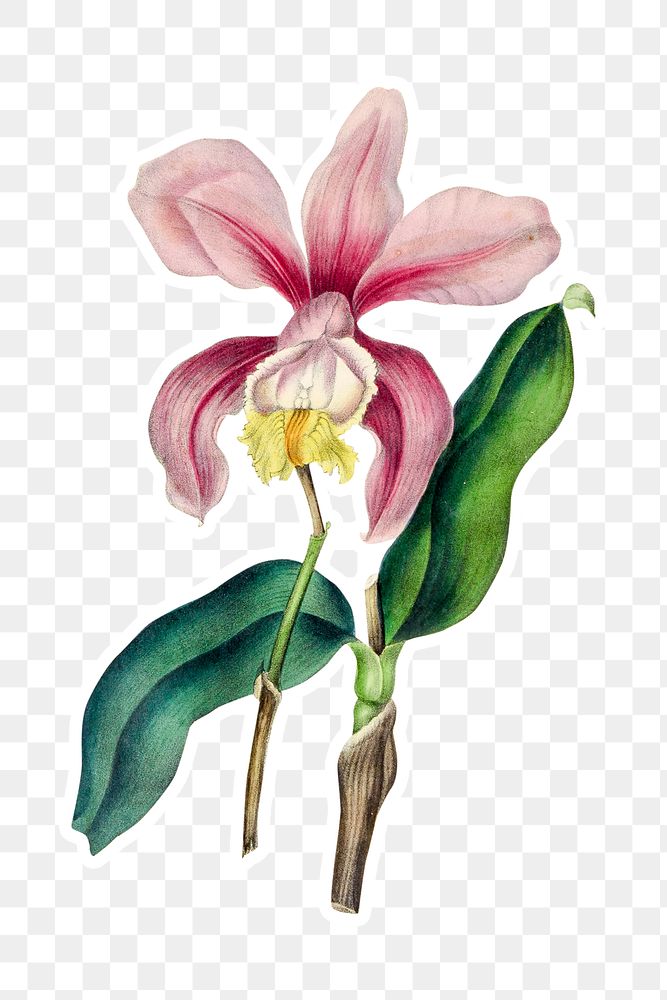 Vintage pink Cattleya orchid sticker with a white border design element