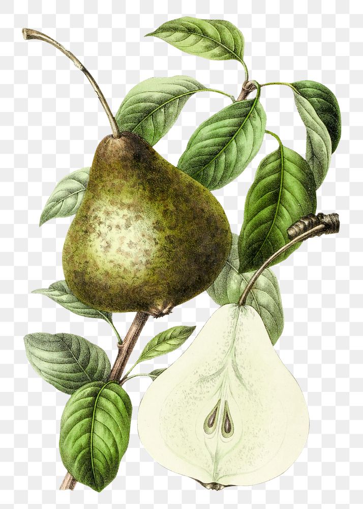 Png hand drawn pear illustration