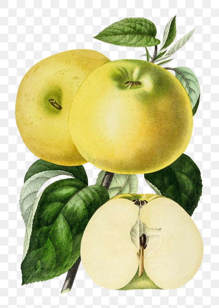 Vintage yellow apple design element