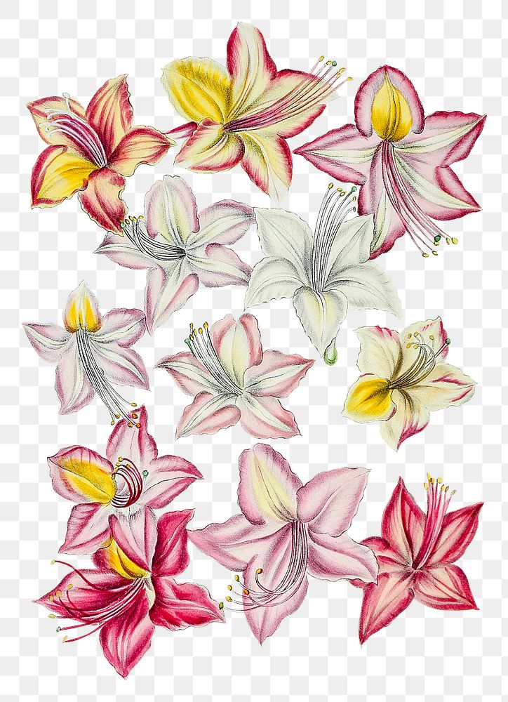Vintage Azaleas flower design element
