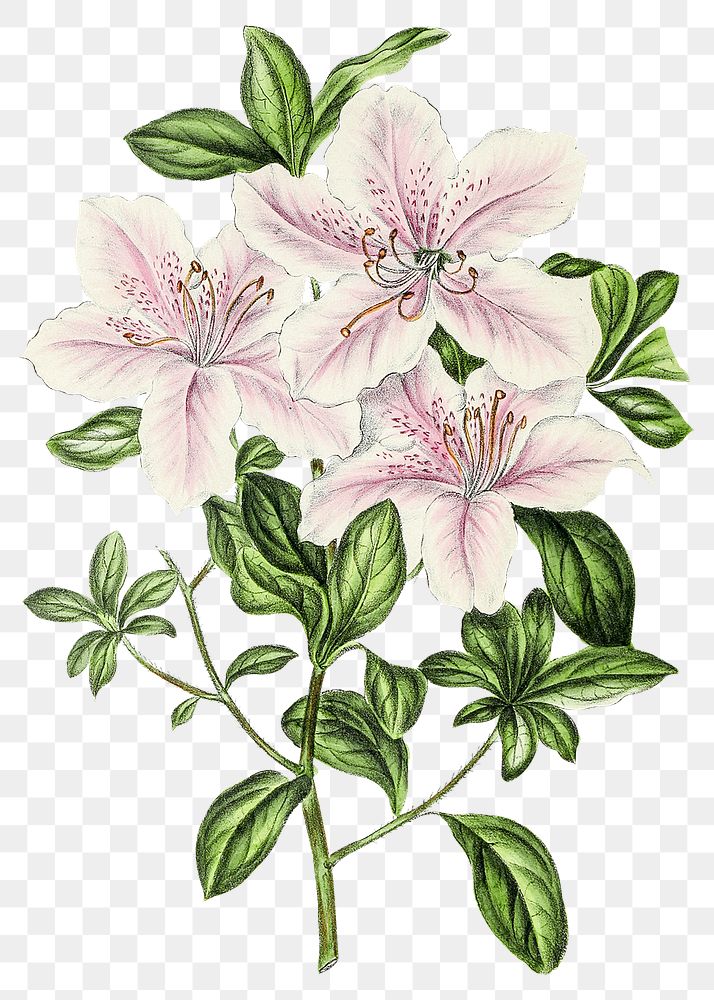 Hand drawn white and pink azaleas flower design element