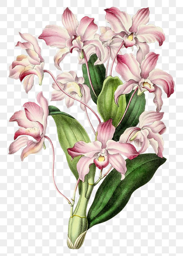 Hand drawn dendrobium orchid flower design element