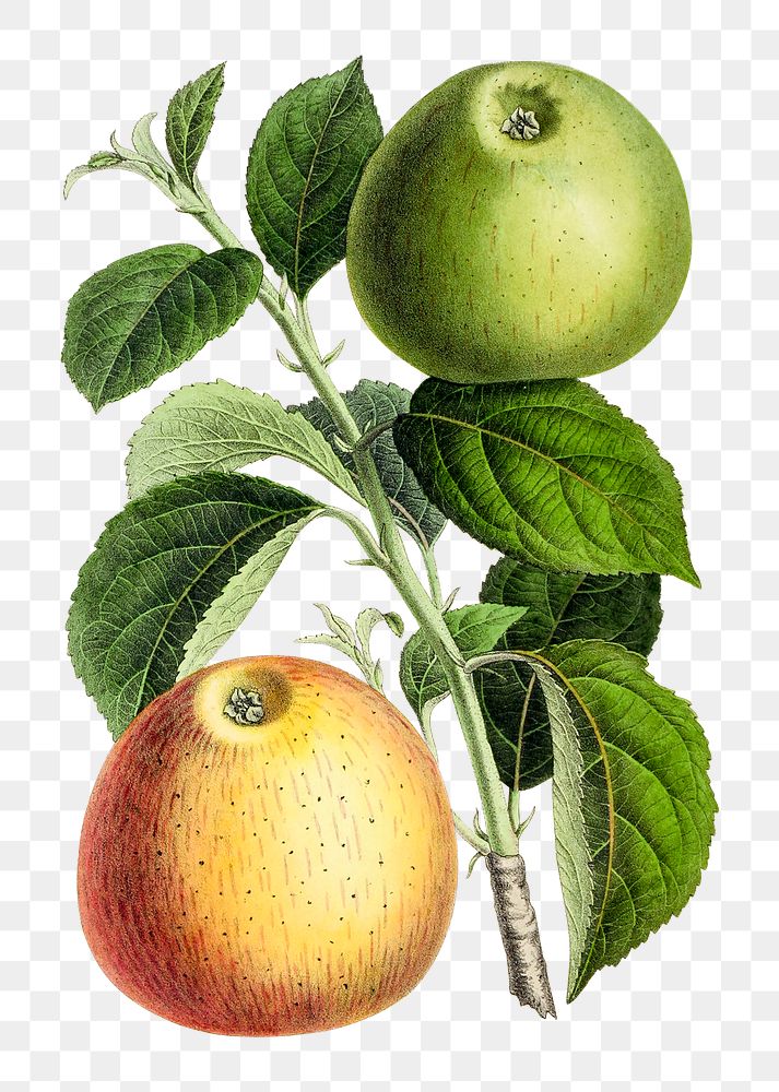 Vintage png aesthetic apple illustration