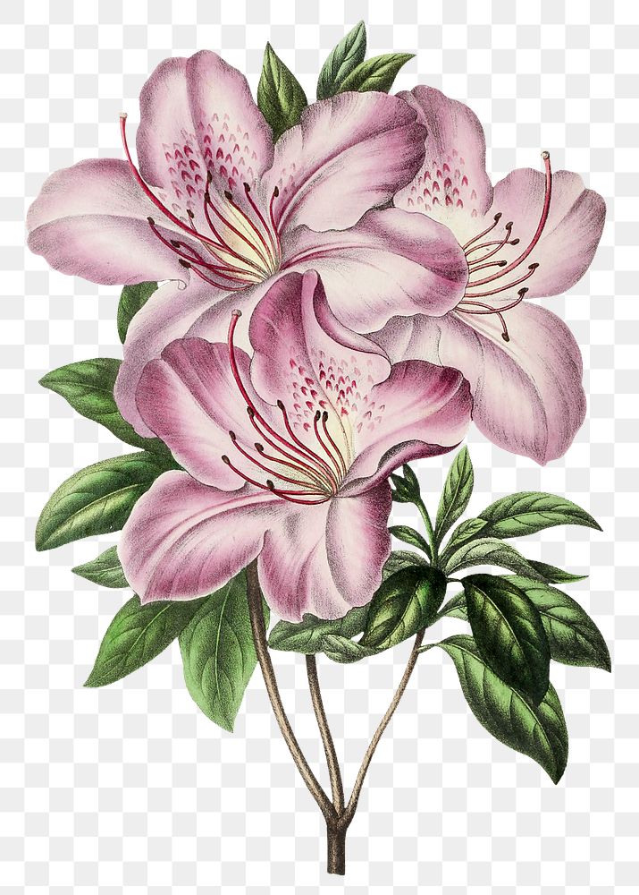 Hand drawn pink azalea flower design element
