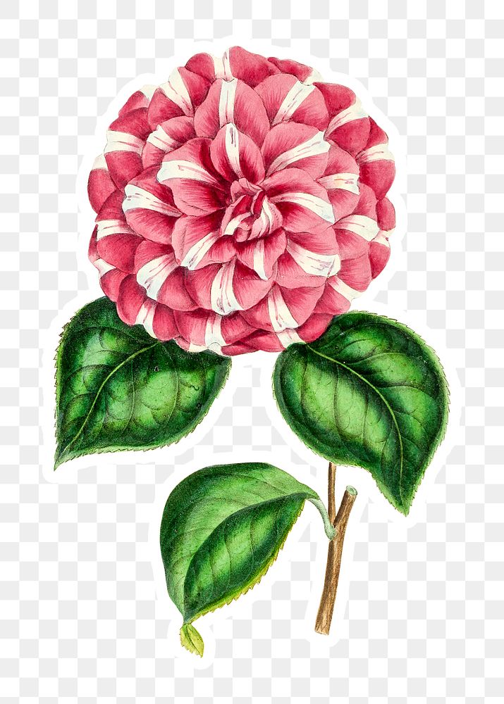 Hand drawn pink camellia flower sticker with a white border design element