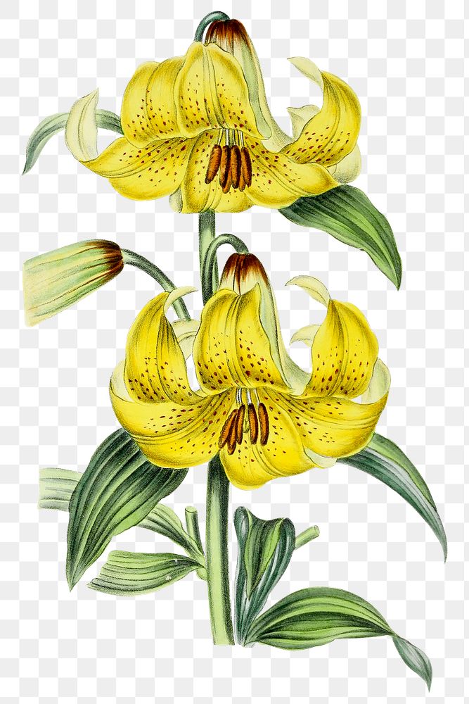 Hand drawn yellow lily flower design element