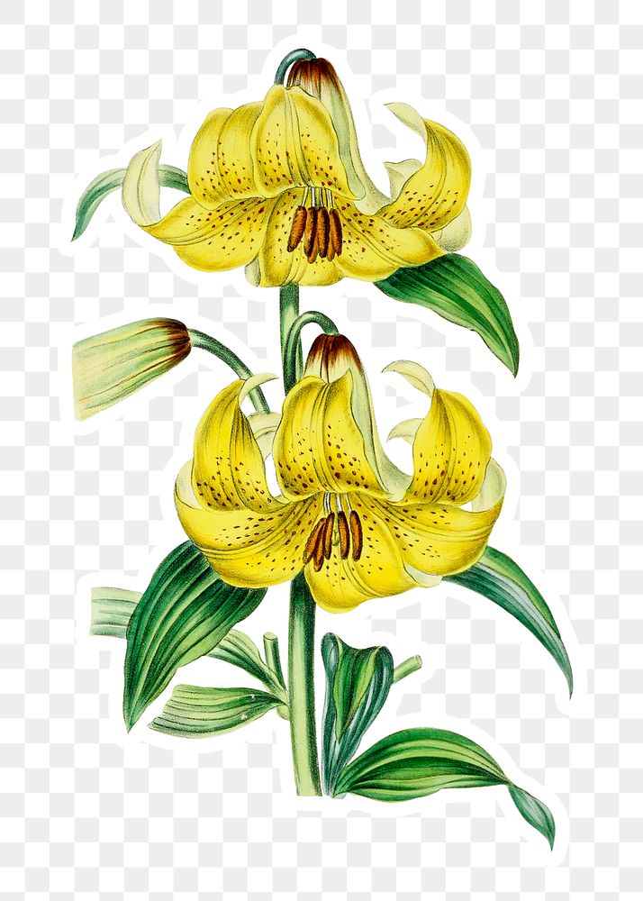 Vintage yellow lily flower lily sticker with a white border design element