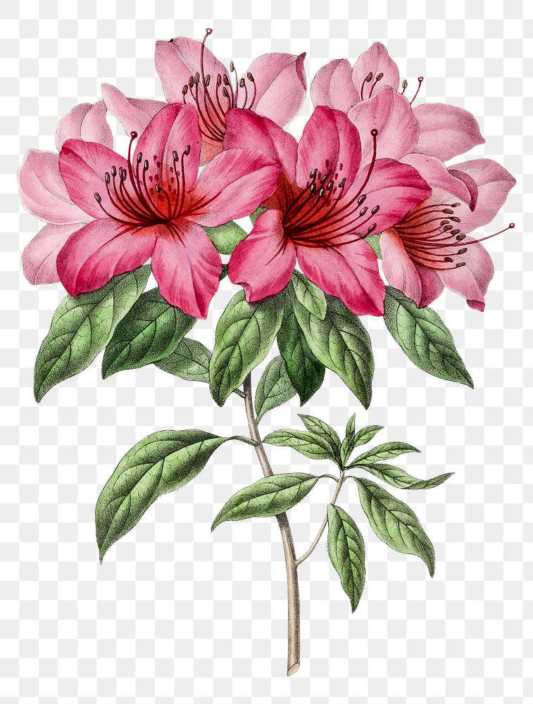 Hand drawn pink azalea flower design element