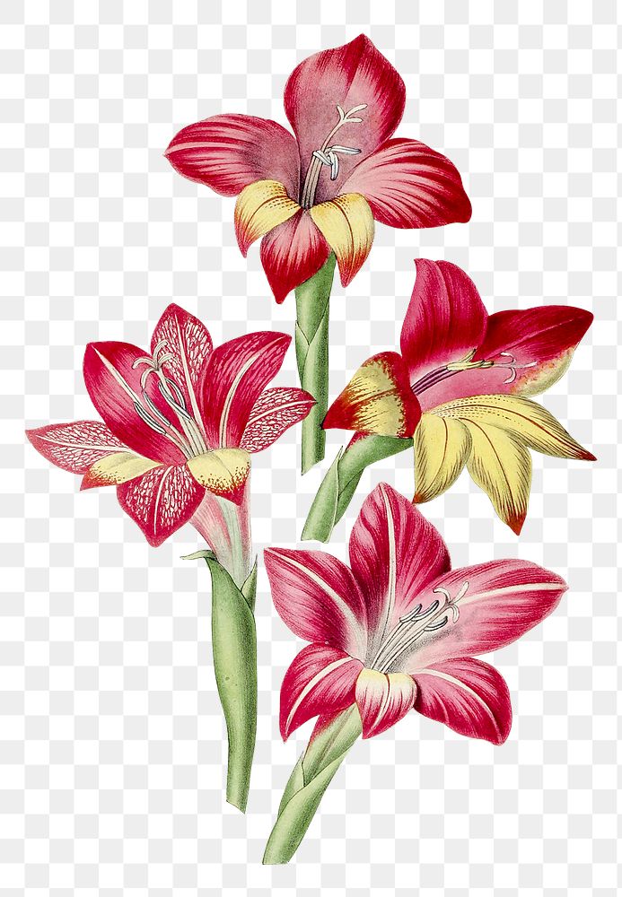 Hand drawn red gladiolus flower design element