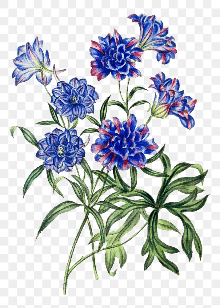 Hand drawn blue chrysanthemum flower design element