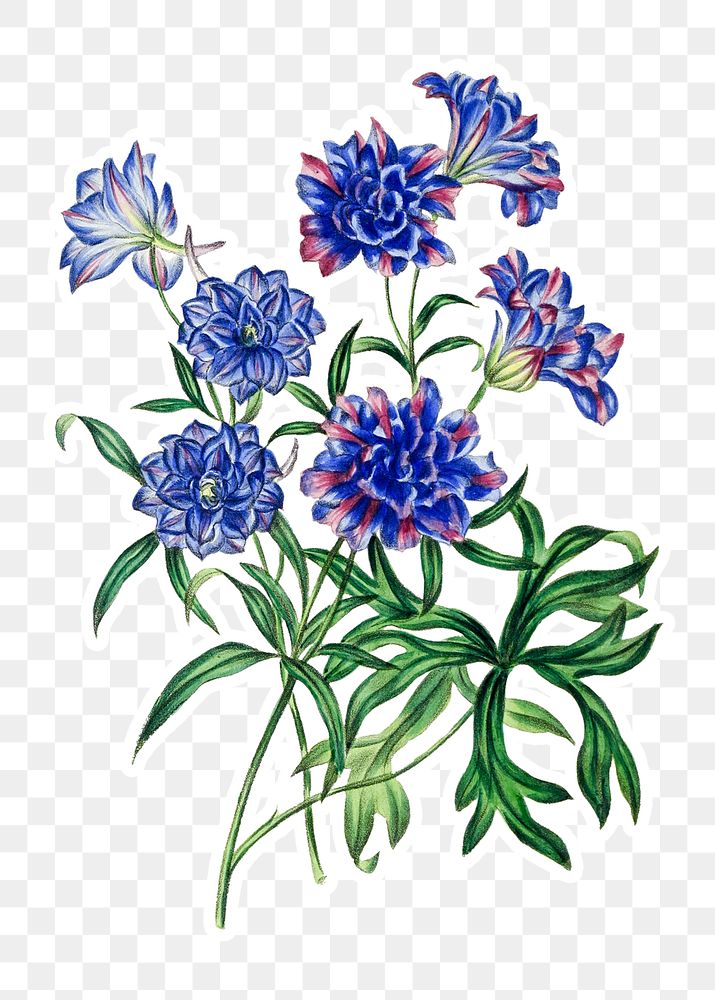 Vintage blue chrysanthemum flower sticker with a white border design element