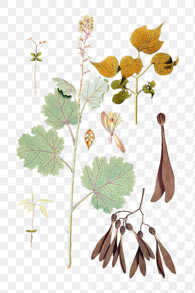 Vintage png macleaya cordata plant illustration