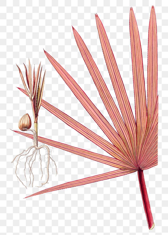 Vintage png red latan palm illustration
