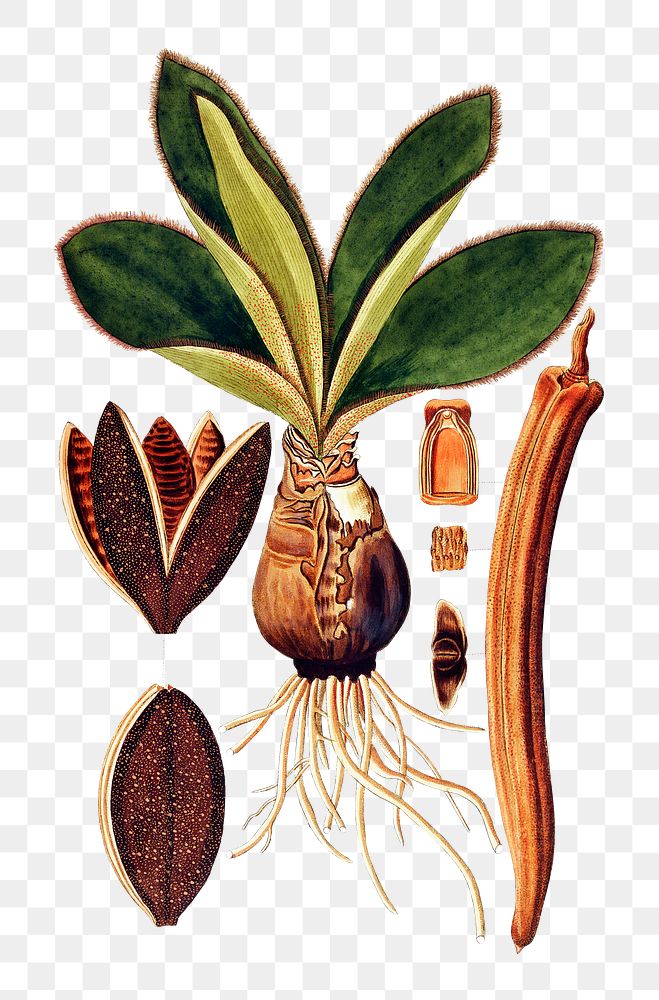 Vintage png haemanthus ciliaria plant illustration