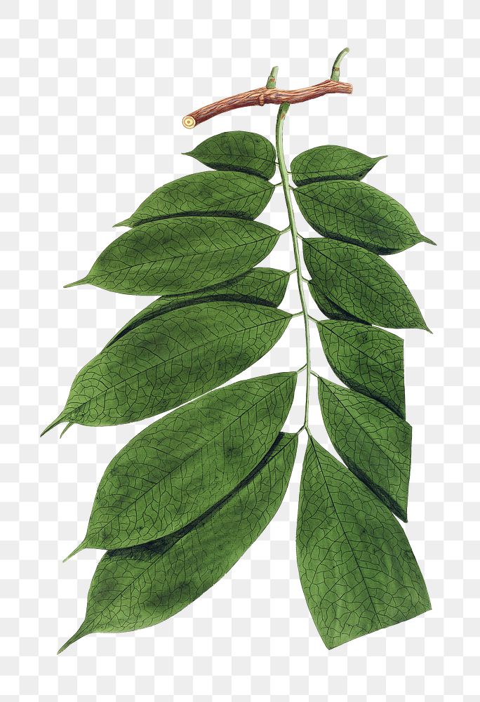 Vintage png brownea leucantha leaf illustration