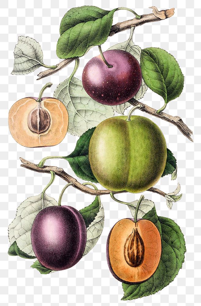 Png hand drawn plums vintage illustration