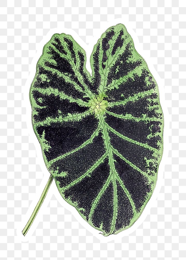 Vintage colocasia black beauty leaf sticker with a white border design element