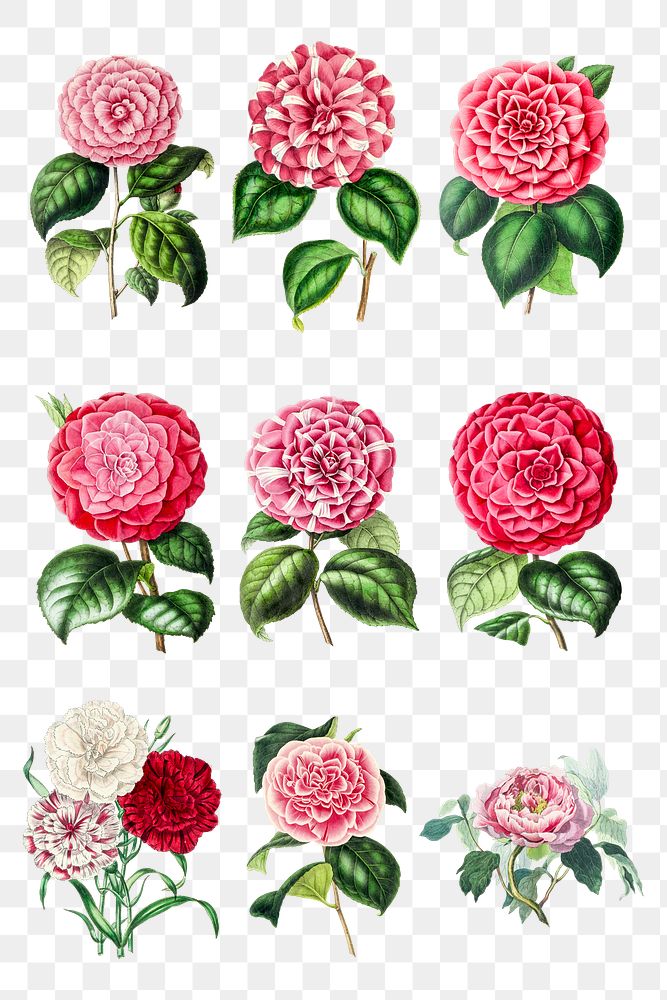 Vintage camellia flower design element set