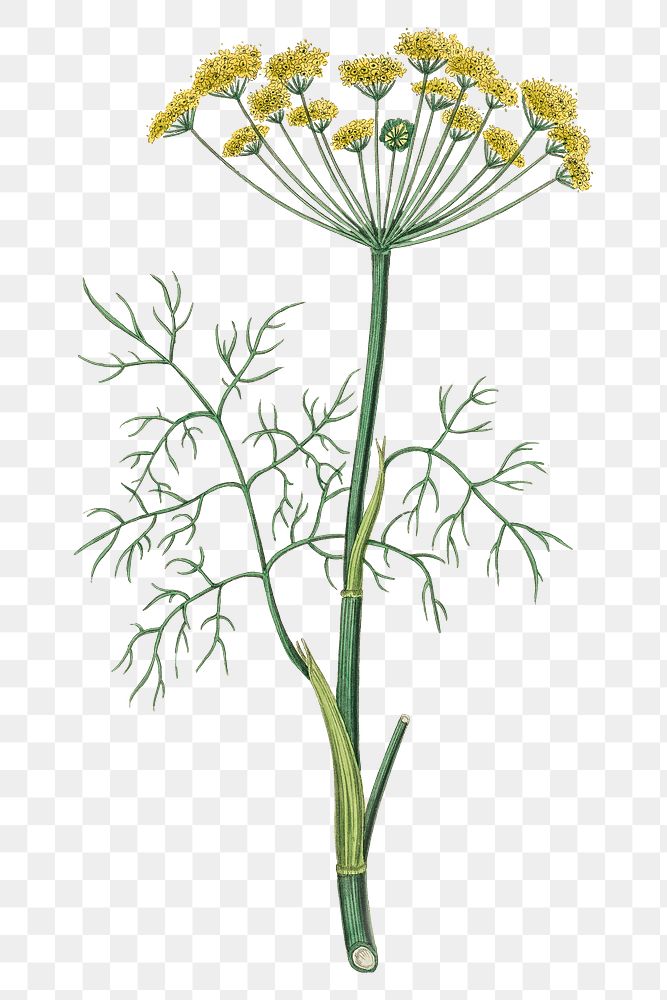 Hand drawn dill png yellow flowers vintage