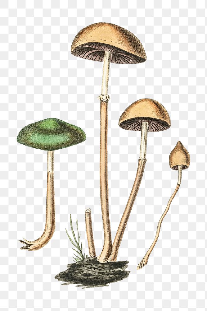 Png brown and green dung roundhead mushroom vintage botany sketch