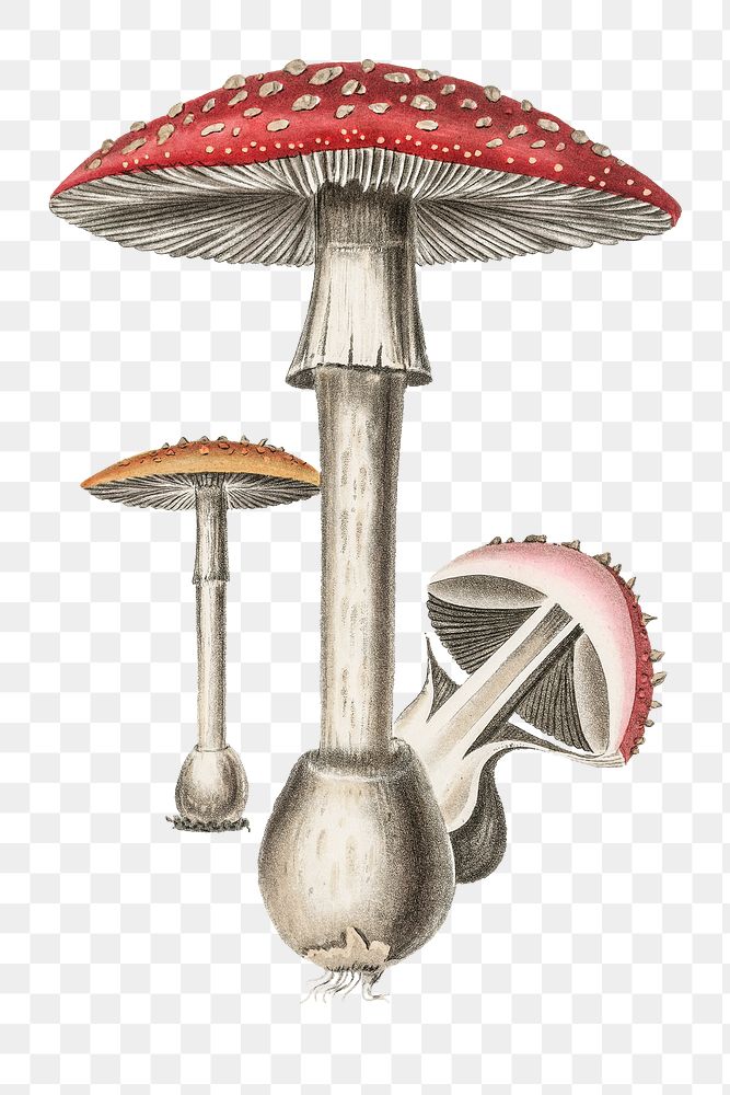Red dotted fly agaric mushroom png antique botanic sketch