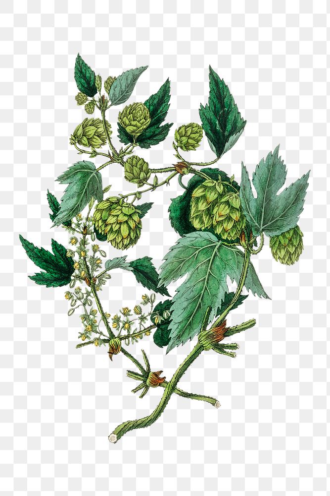 Vintage hand drawn green hops png flowers