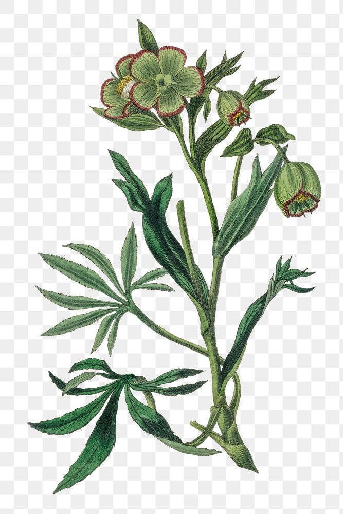 Png stinking hellebore green flowers red edge botany illustration
