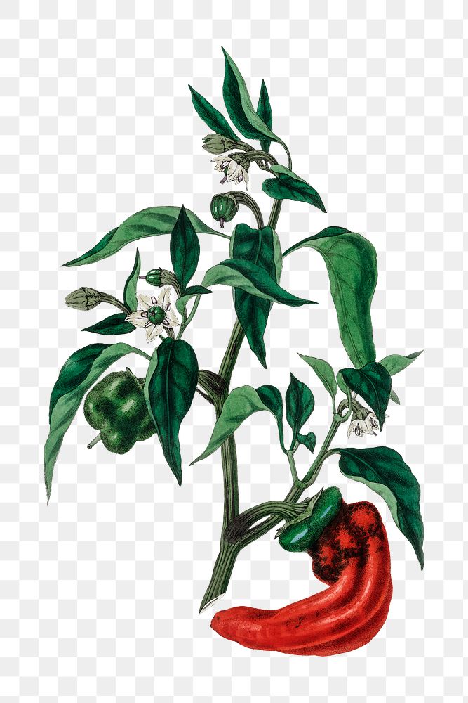 Png red sweet and chili peppers with green leaves vintage plant sketch