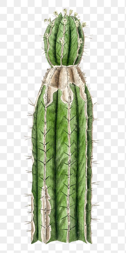 Green cactus png vintage sketch 
