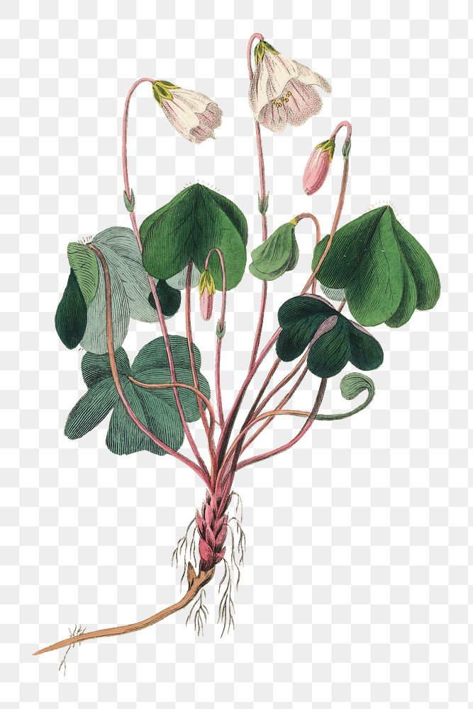 Png pink wood sorrel flowers with clovers sketch