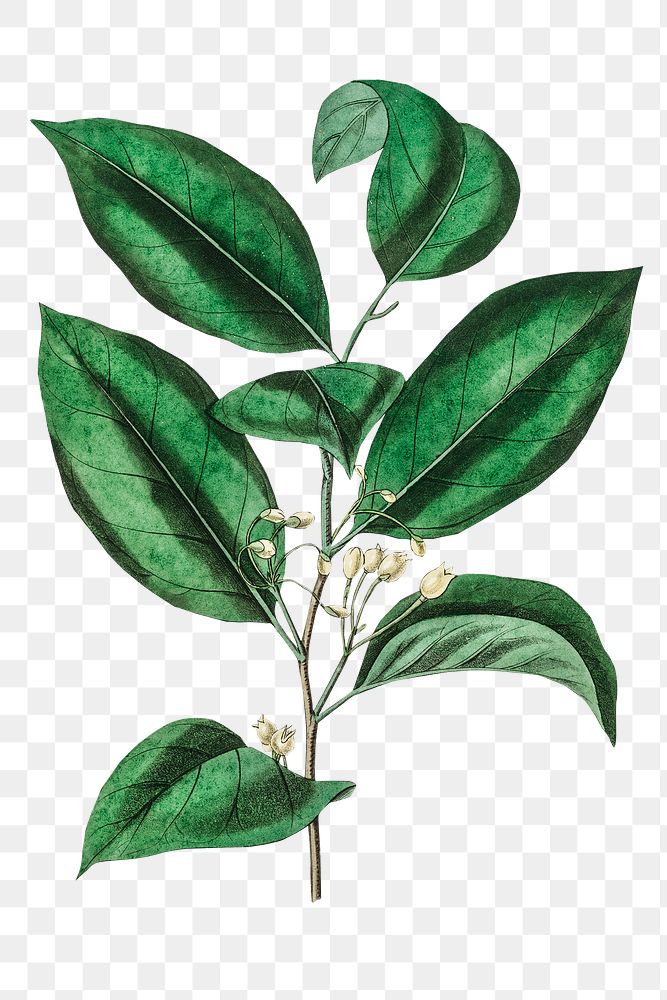 Green nutmeg leaves png vintage plant illustration