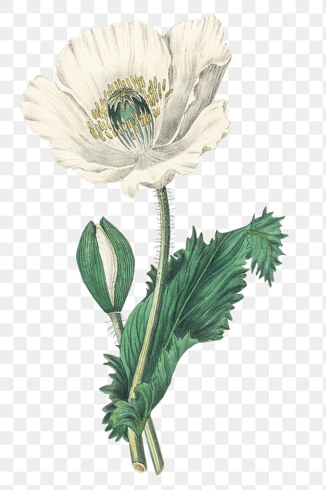 White breadseed poppy flowers png botanic antique illustration